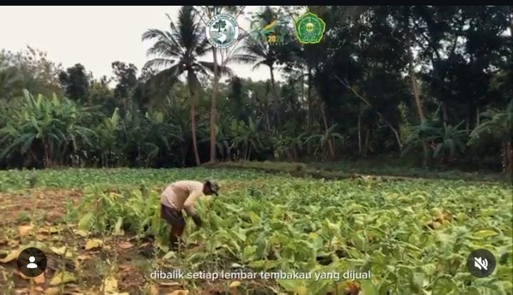 Proses Pengolahan Tembakau Desa Jatipurus Poncowarno KKN Mahasiswa UMNU Kebumen